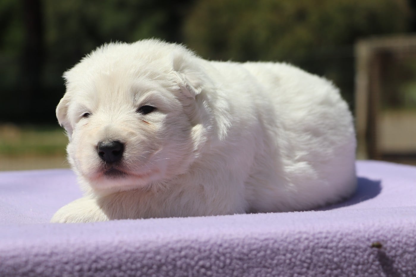 Chiot N°3