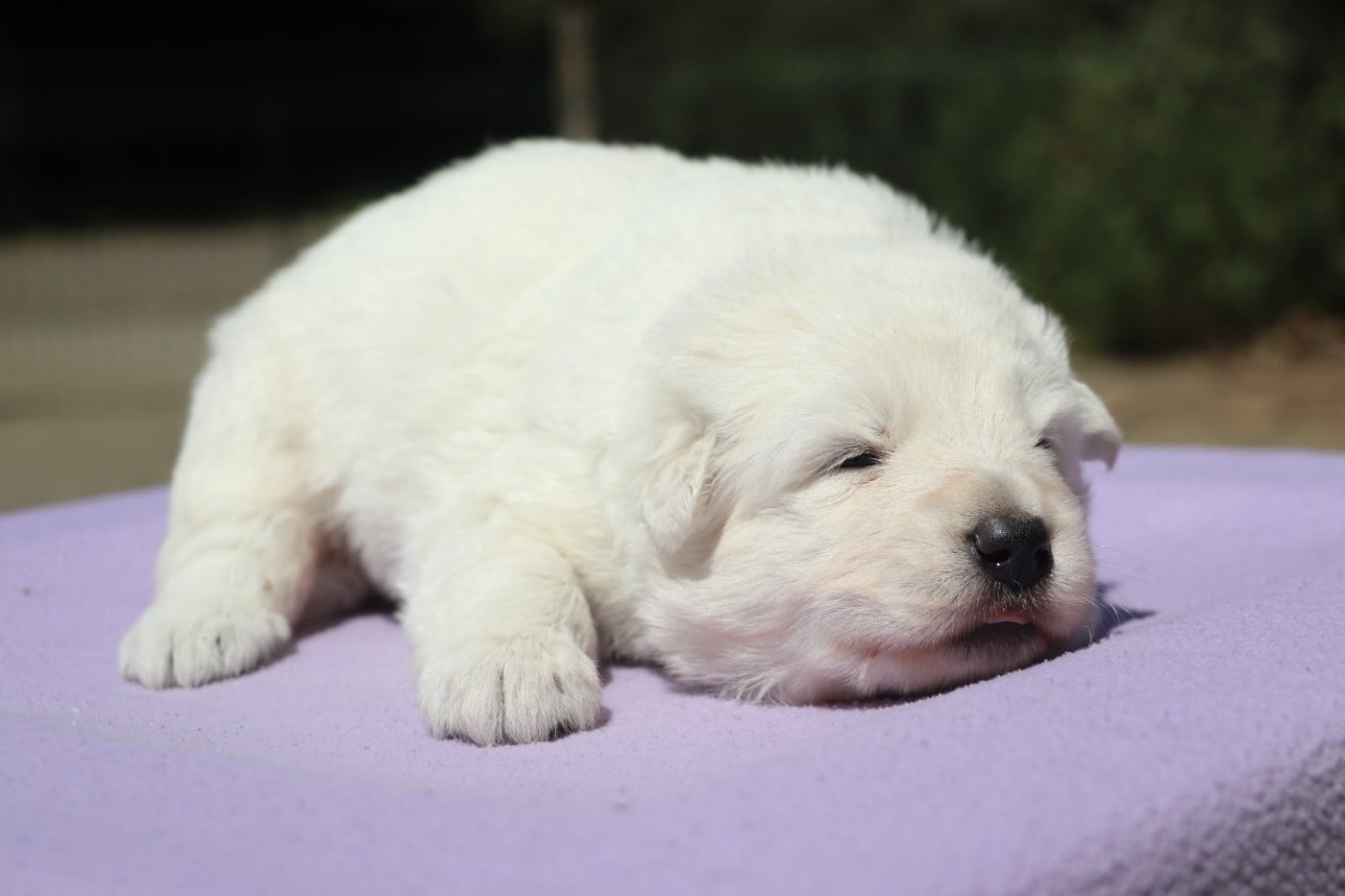 Chiot N°3