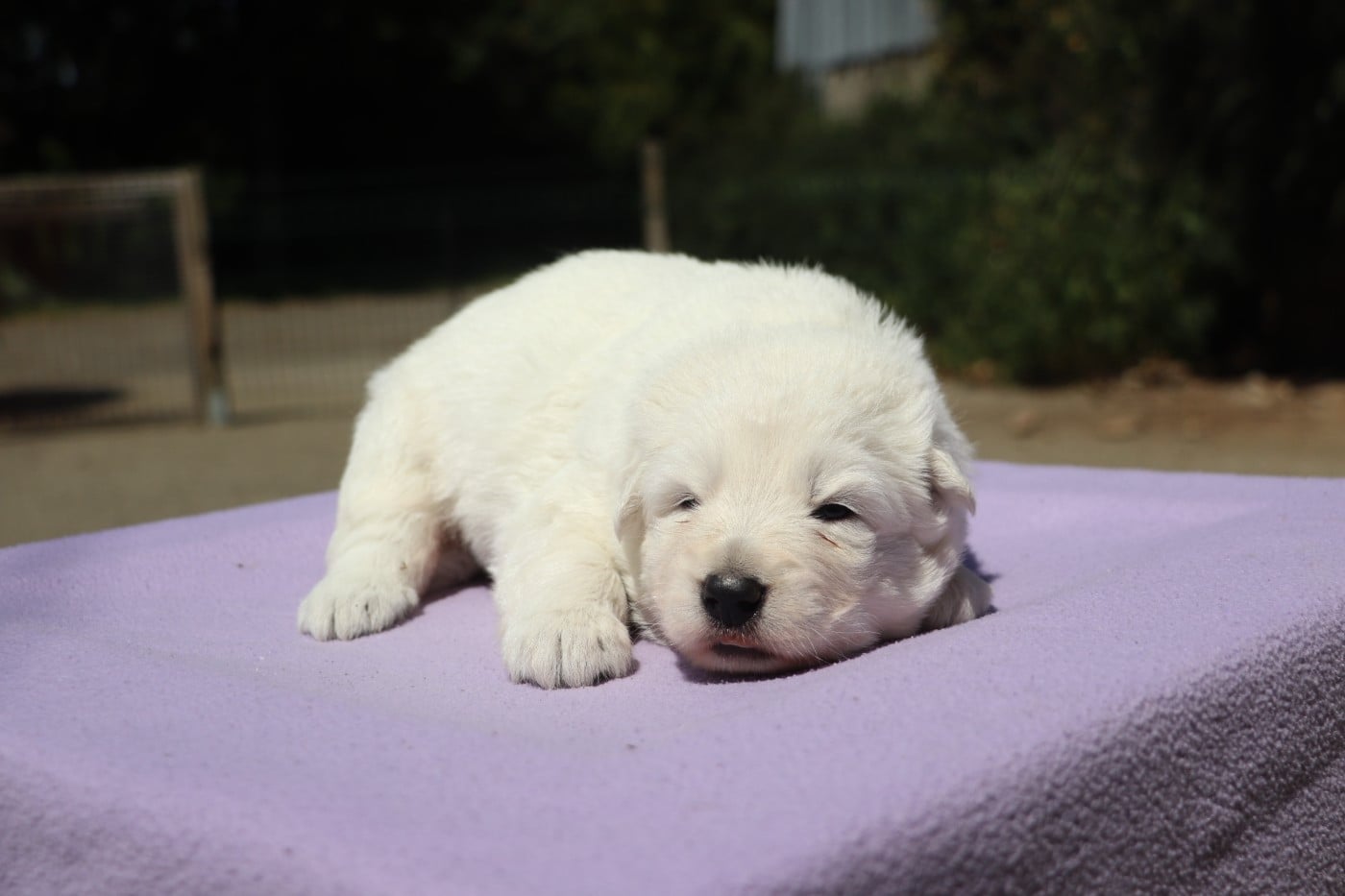 Chiot N°3