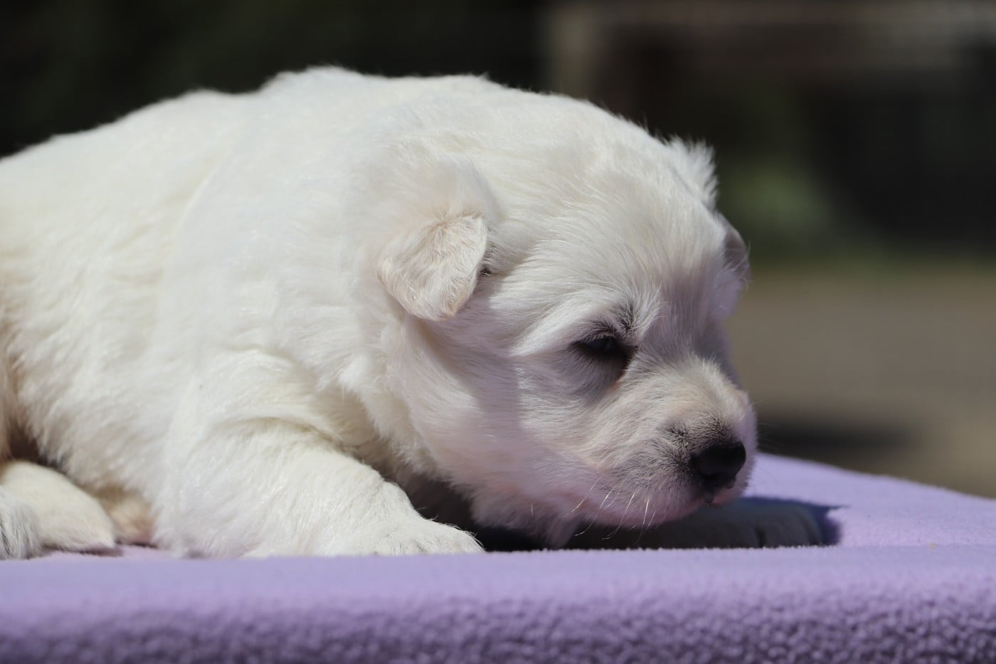 Chiot N°2