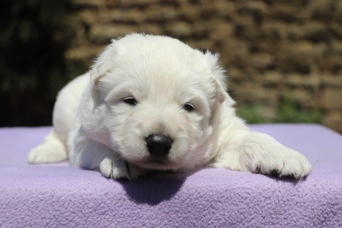 Chiot N°2