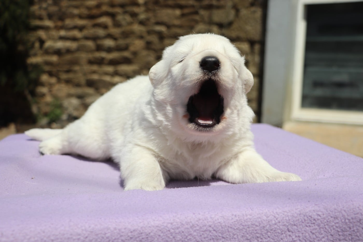 Chiot N°1