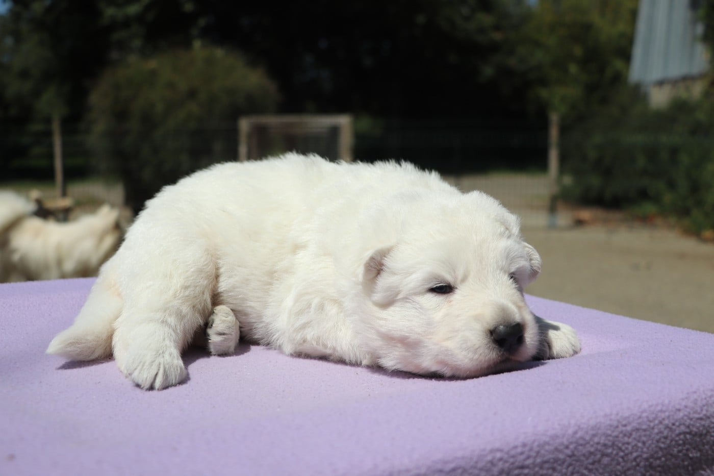 Chiot N°1