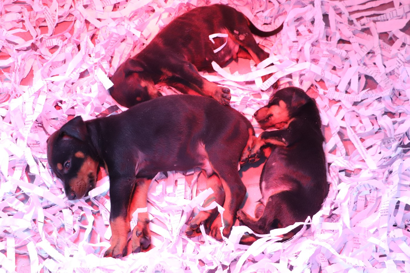 Chiot N°2