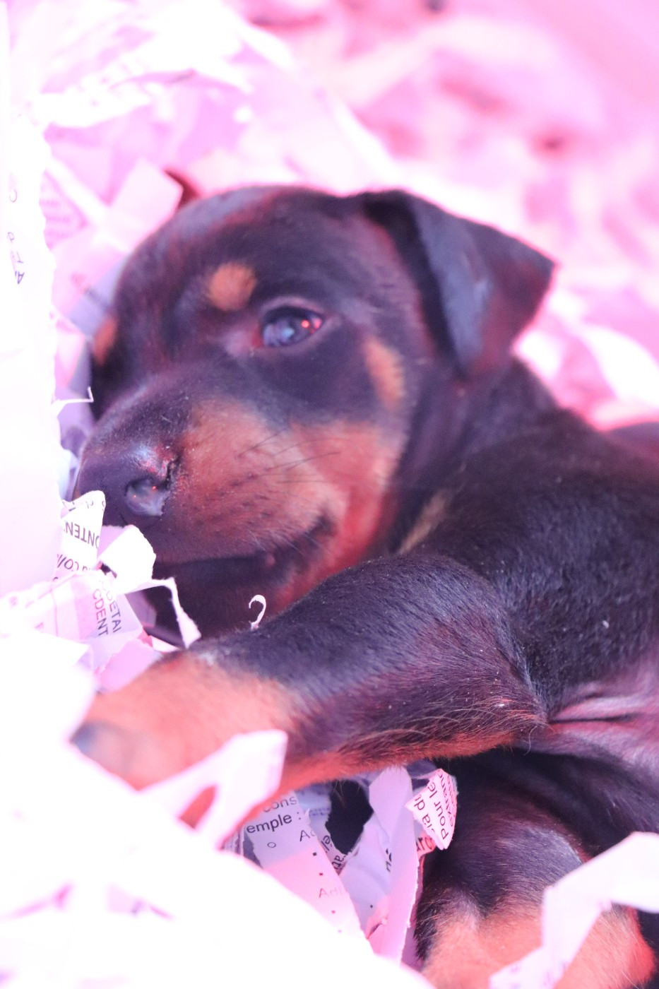 Chiot N°2