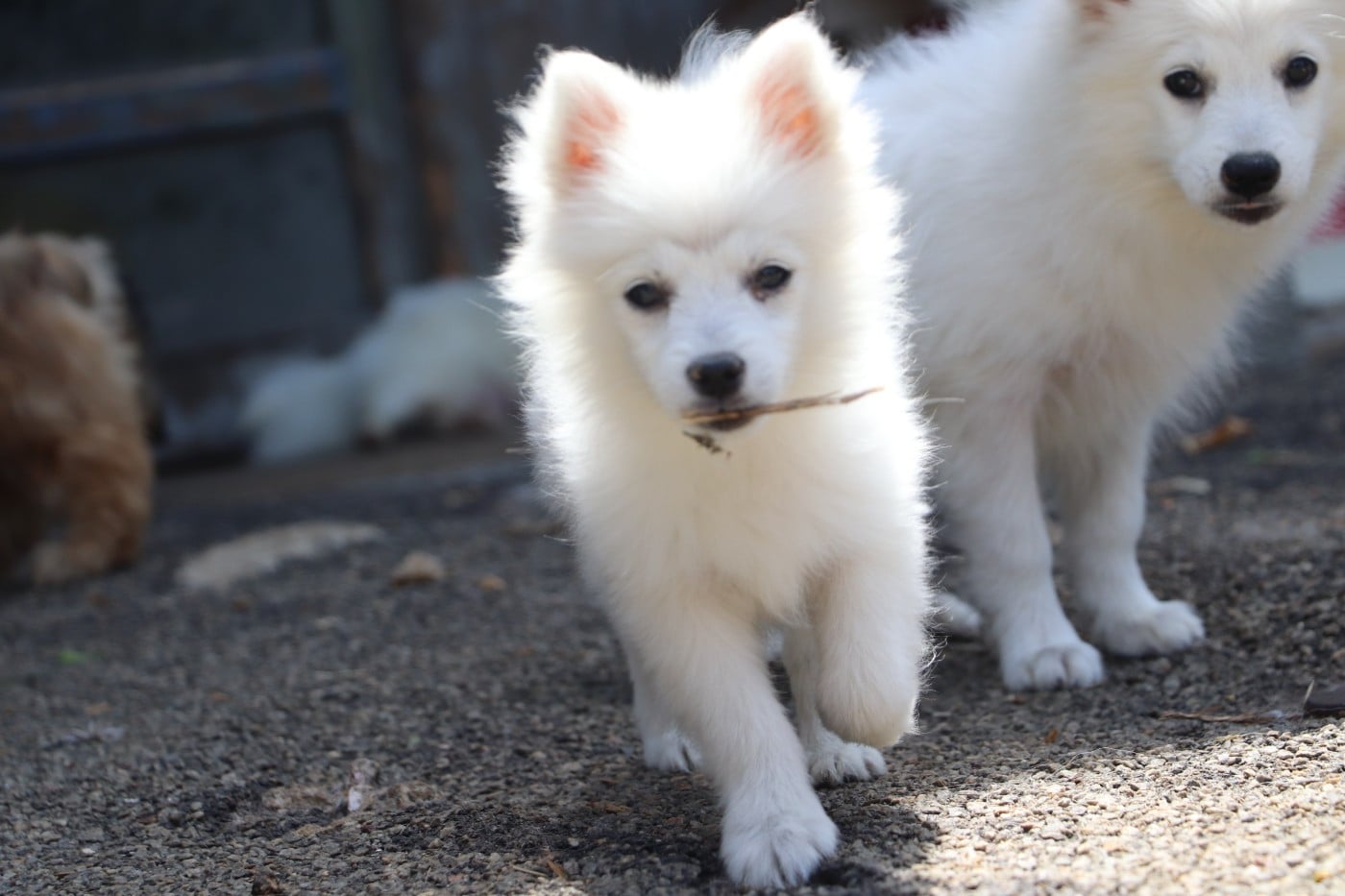 Chiot N°2