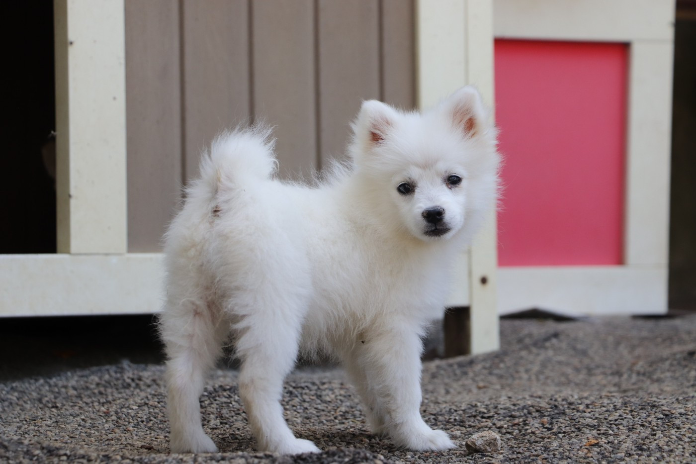 Chiot N°2