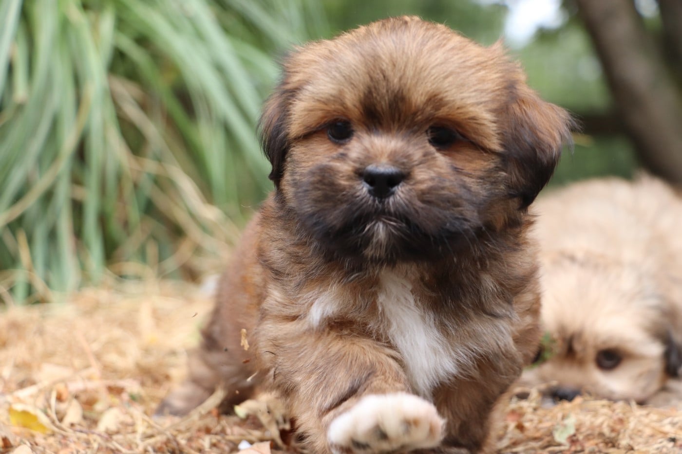 Chiot N°1