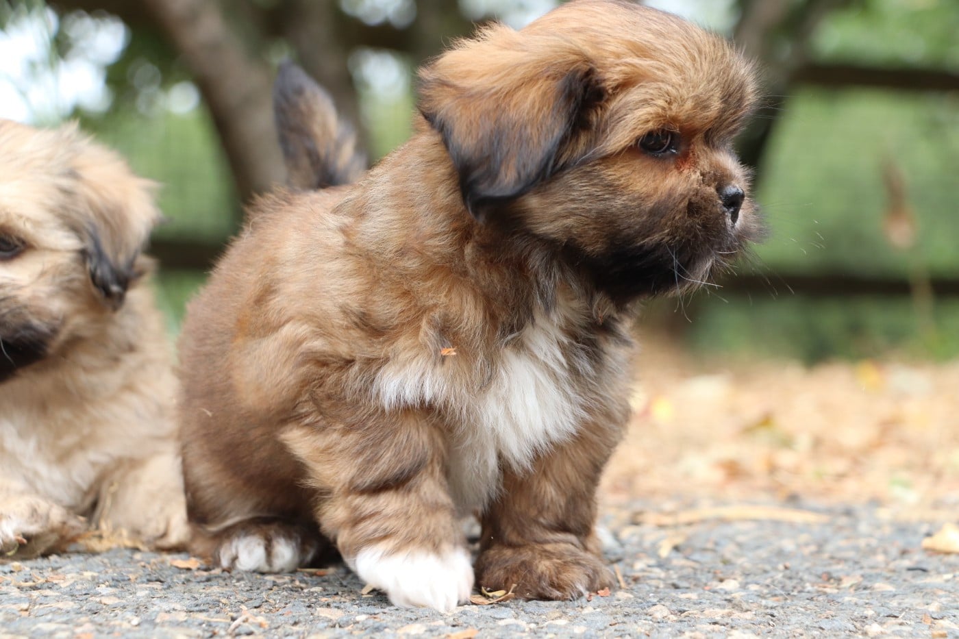 Chiot N°1