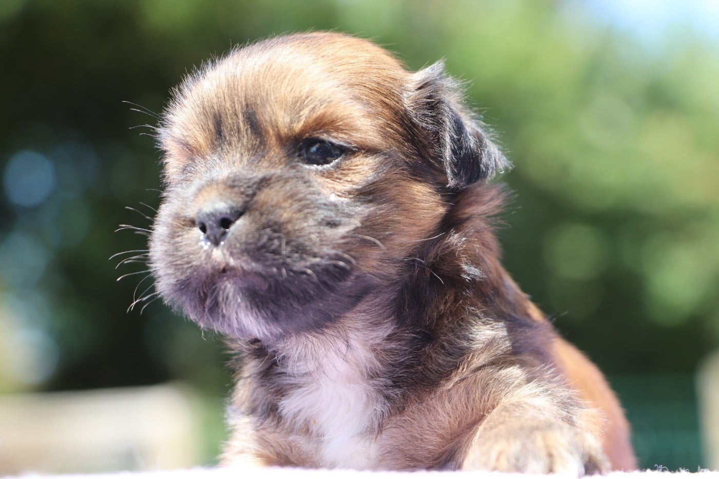 Chiot N°1