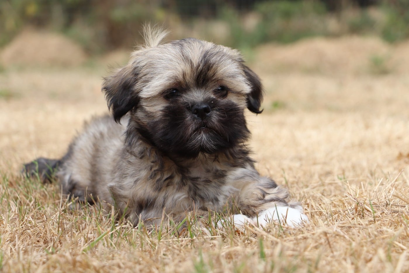 Chiot N°3