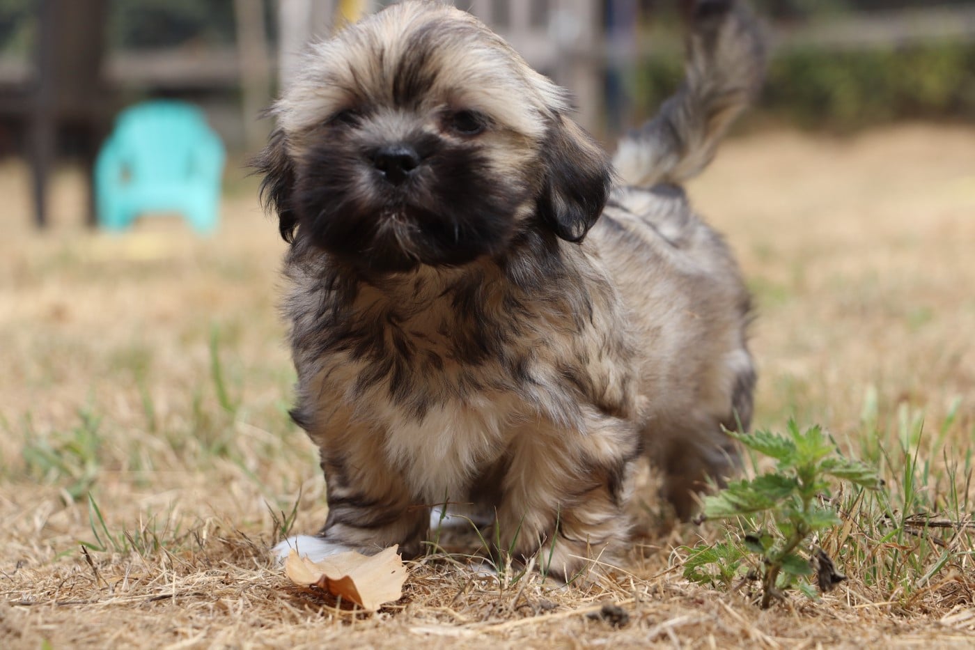 Chiot N°3