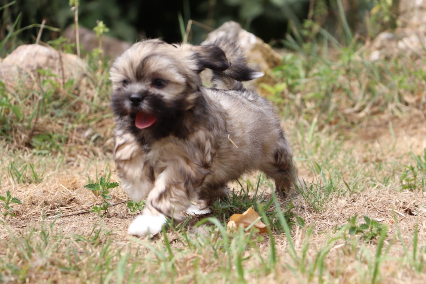 Chiot N°3