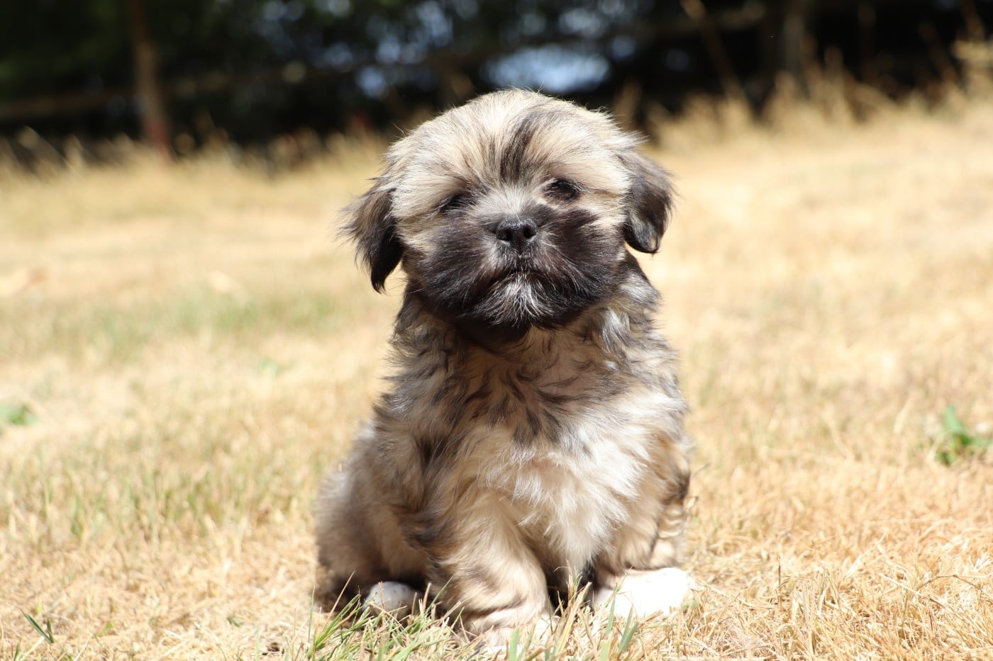 Chiot N°3