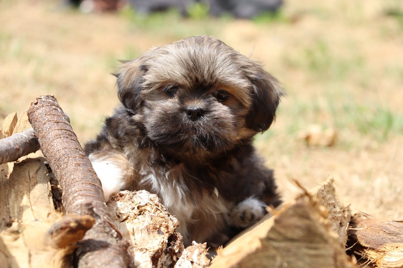 Chiot N°2