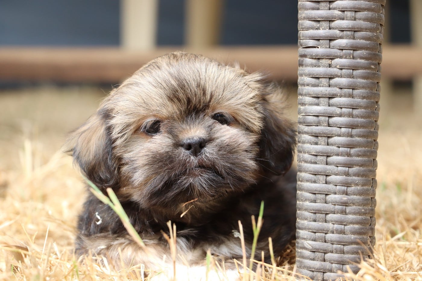 Chiot N°2