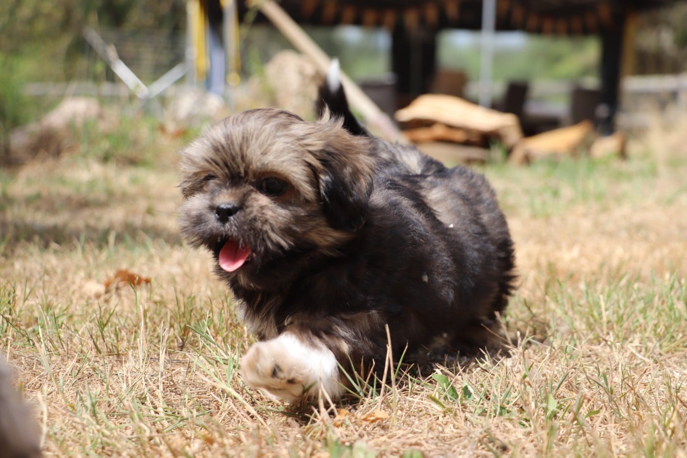 Chiot N°2