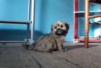 Les chiots de Lhassa Apso