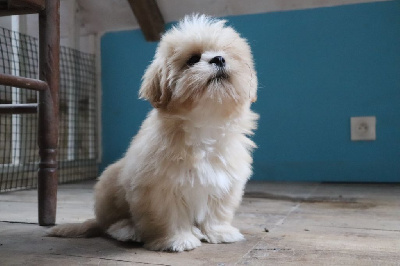 Les chiots de Lhassa Apso