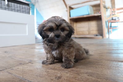 Les chiots de Lhassa Apso