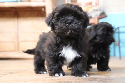 Les chiots de Lhassa Apso