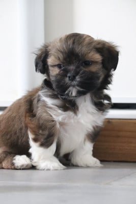 Les chiots de Lhassa Apso