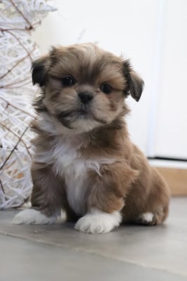 Les chiots de Lhassa Apso