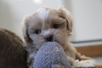 Les chiots de Lhassa Apso