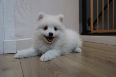 Les chiots de Spitz japonais