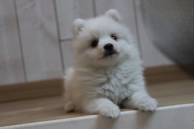 Les chiots de Spitz japonais