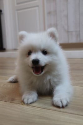Les chiots de Spitz japonais