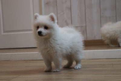 Les chiots de Spitz japonais