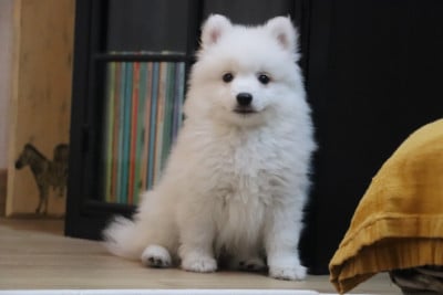 Les chiots de Spitz japonais