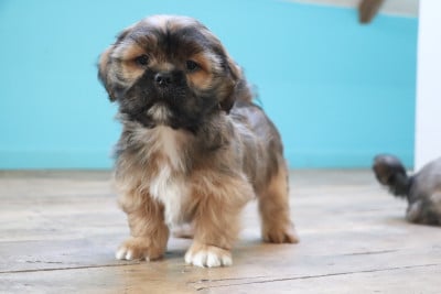 Les chiots de Lhassa Apso