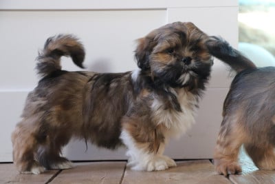 Les chiots de Lhassa Apso