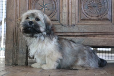 Les chiots de Lhassa Apso