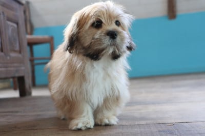 Les chiots de Lhassa Apso