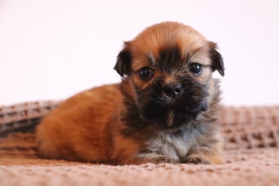 Les chiots de Lhassa Apso
