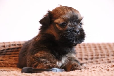 Les chiots de Lhassa Apso