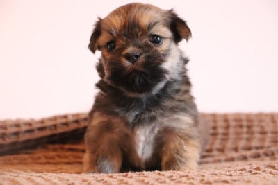Les chiots de Lhassa Apso