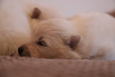 Les chiots de Spitz japonais
