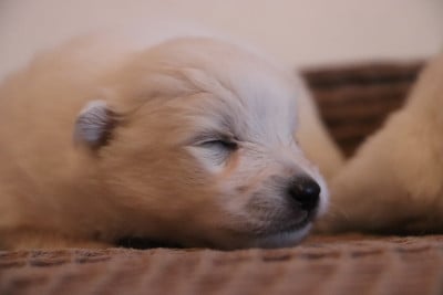 Les chiots de Spitz japonais