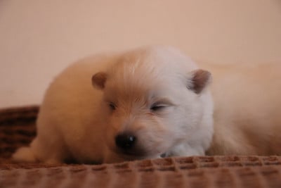 Les chiots de Spitz japonais