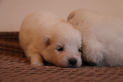 Les chiots de Spitz japonais