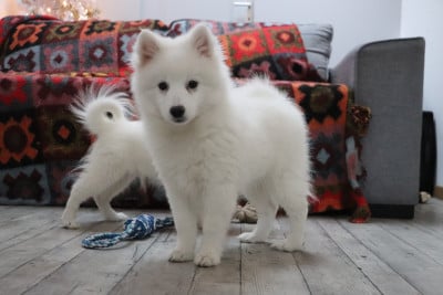 Les chiots de Spitz japonais