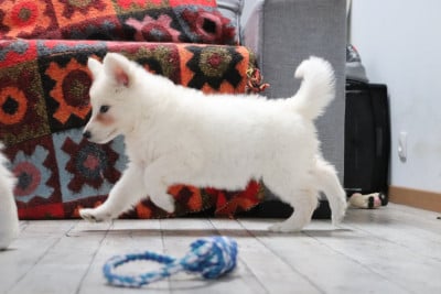 Les chiots de Berger Blanc Suisse