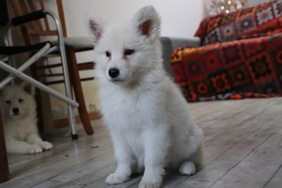Les chiots de Berger Blanc Suisse