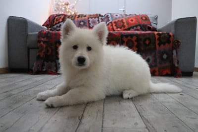 Les chiots de Berger Blanc Suisse