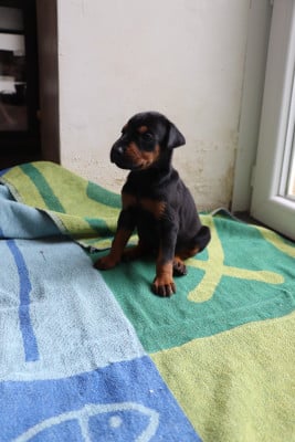 Les chiots de Dobermann