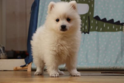 Les chiots de Spitz japonais